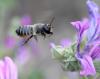 Megachile sp.
